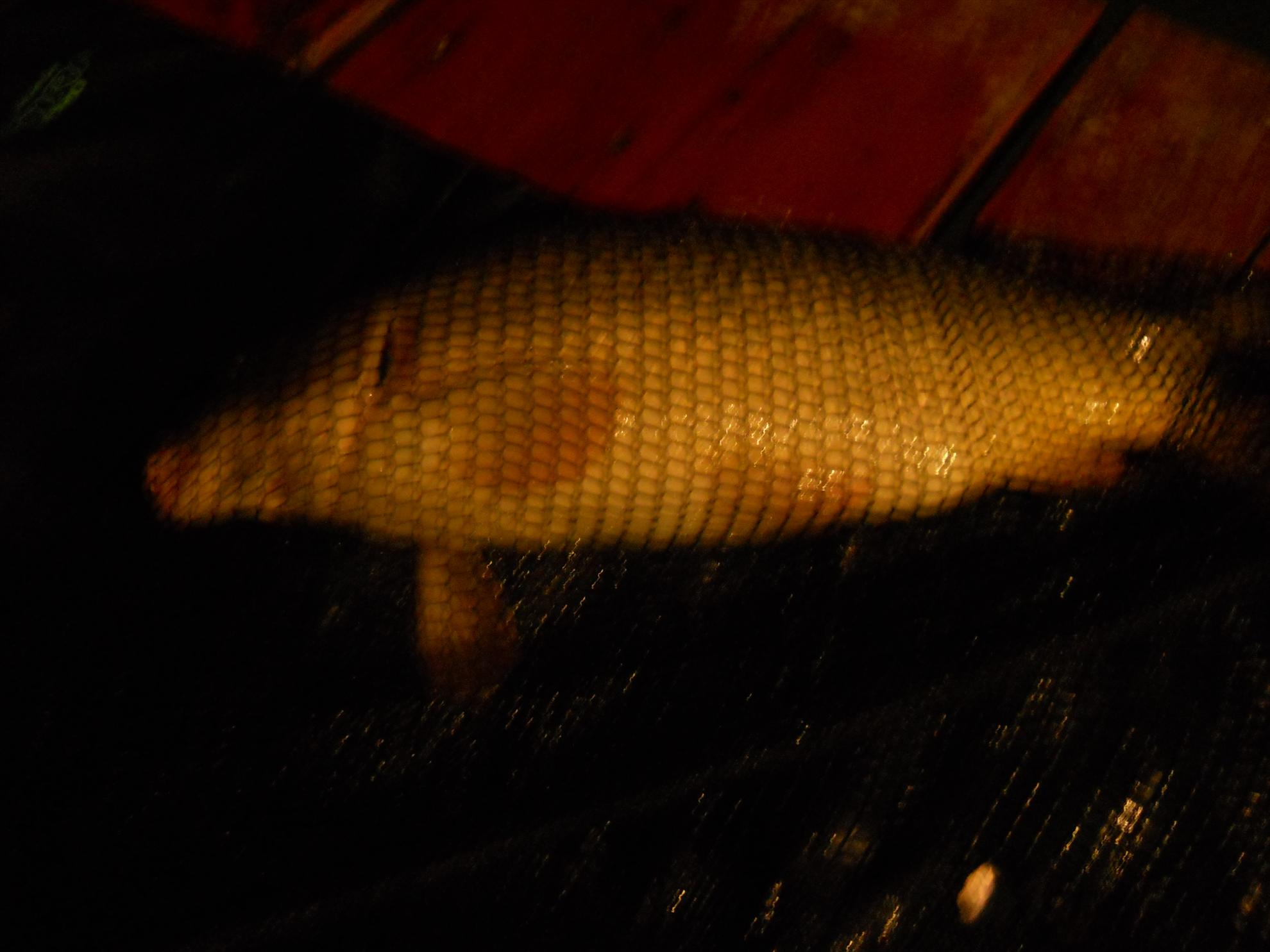 Pleasa 6 - 7 apr. - dscn0017.JPG